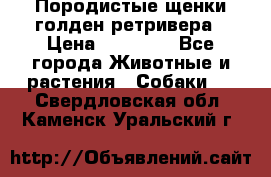 Породистые щенки голден ретривера › Цена ­ 25 000 - Все города Животные и растения » Собаки   . Свердловская обл.,Каменск-Уральский г.